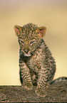 junger Leopard