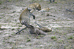 Leoparden