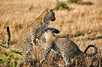 Leoparden