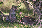 sitzender Leopard