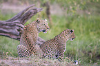 sitzende Leoparden