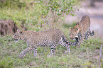 laufende Leoparden