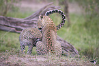 Leoparden