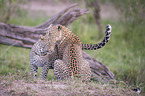 Leoparden