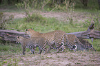 laufende Leoparden