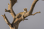 Leopard auf einem Baum