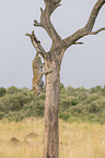 Leopard auf einem Baum