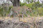 laufender Leopard