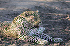 liegender Leopard