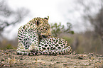 liegender Leopard