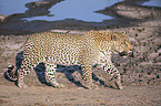 laufender Leopard