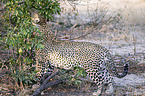 stehender Leopard