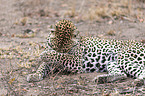 liegender Leopard