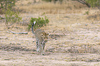 laufender Leopard