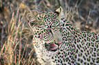 Leopard Portrait