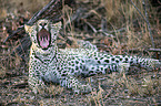 liegender Leopard