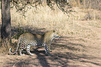 stehender Leopard