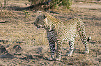 stehender Leopard