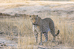 stehender Leopard