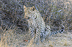 sitzender Leopard