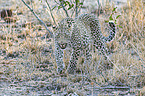 laufender Leopard