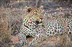 Südafrikanischer Leopard