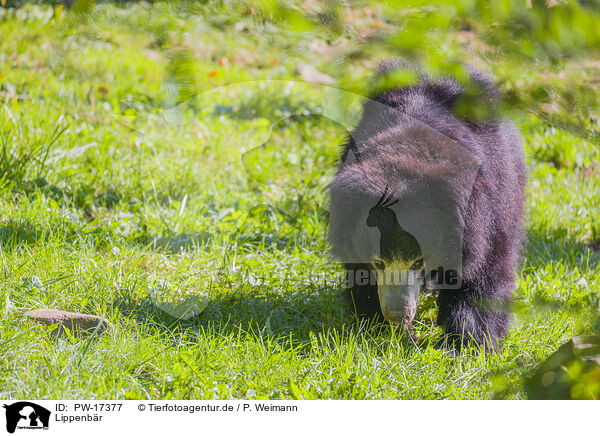 Lippenbr / jungle bear / PW-17377