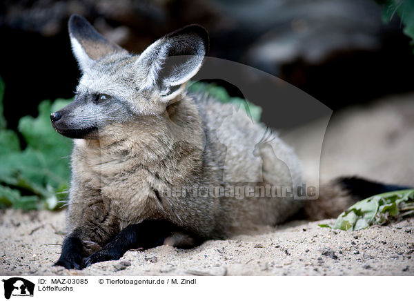 Lffelfuchs / bat-eared fox / MAZ-03085