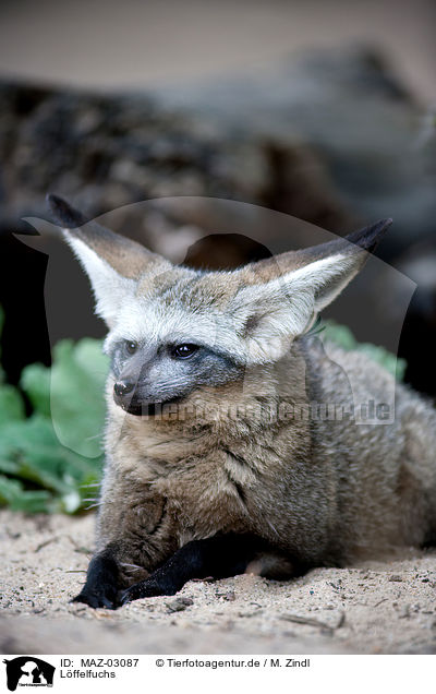 Lffelfuchs / bat-eared fox / MAZ-03087