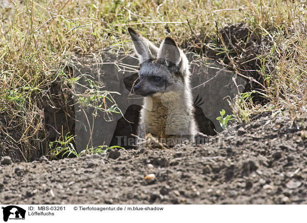 Lffelfuchs / bat-eared fox / MBS-03261