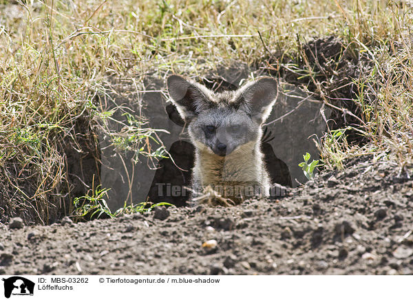 Lffelfuchs / bat-eared fox / MBS-03262