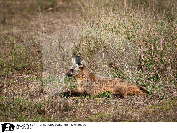 Lffelfuchs / bat-eared fox / JR-02857