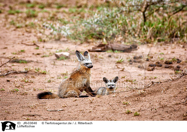 Lffelfchse / bat-eared foxes / JR-03646