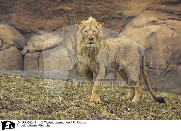 Angola-Lwen Mnnchen / male Lion / RR-00243
