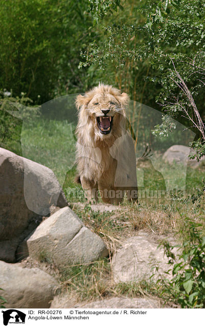 Angola-Lwen Mnnchen / male Lion / RR-00276