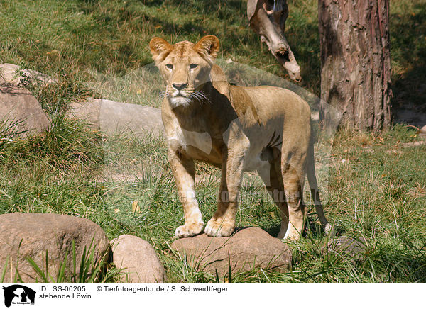 stehende Lwin / standing lioness / SS-00205
