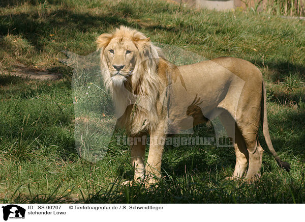 stehender Lwe / standing lion / SS-00207