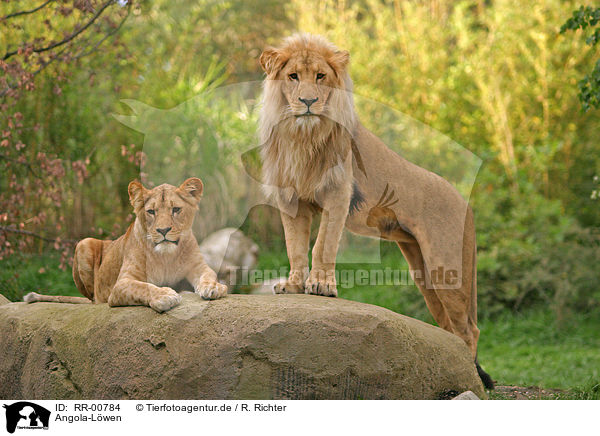 Angola-Lwen / Lions / RR-00784