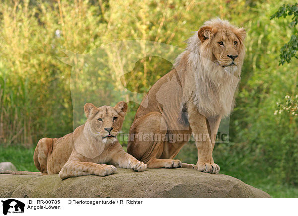 Angola-Lwen / Lions / RR-00785
