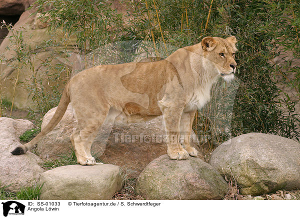Angola Lwin / lion / SS-01033