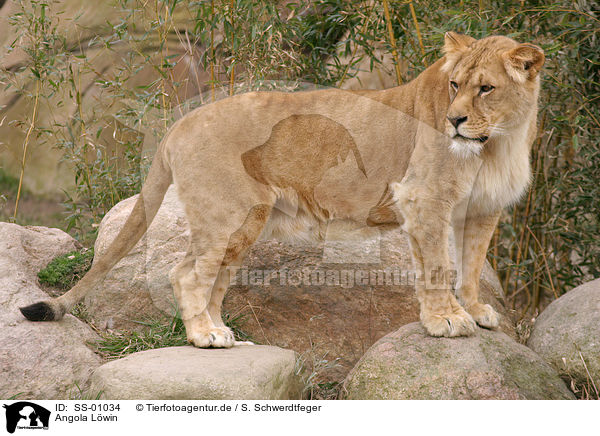 Angola Lwin / lion / SS-01034