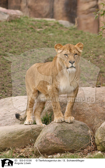 Angola Lwin / lion / SS-01036