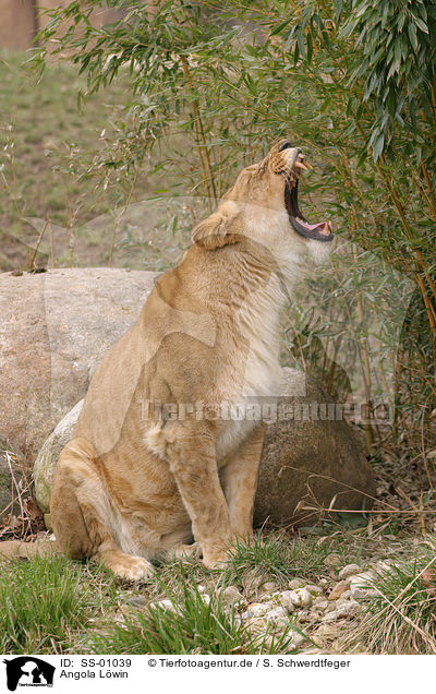 Angola Lwin / lion / SS-01039