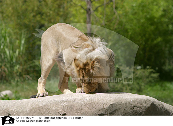 Angola-Lwen Mnnchen / male Lion / RR-00271