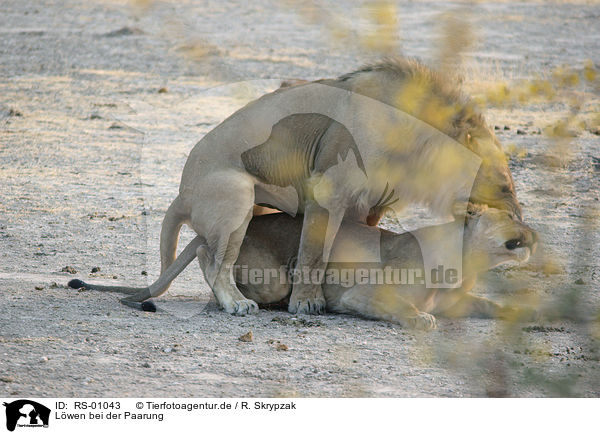 Lwen bei der Paarung / mating lions / RS-01043