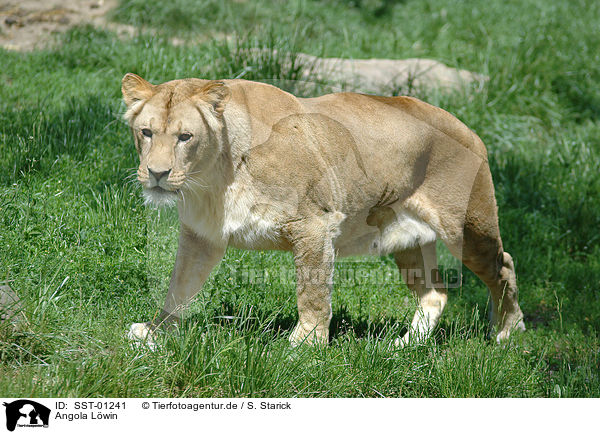 Angola Lwin / lioness / SST-01241
