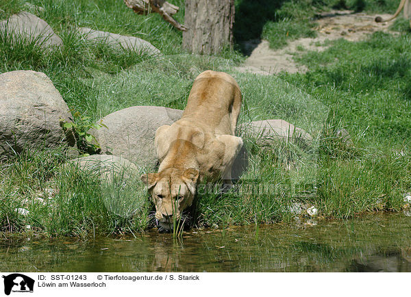 Lwin am Wasserloch / drinking lioness / SST-01243