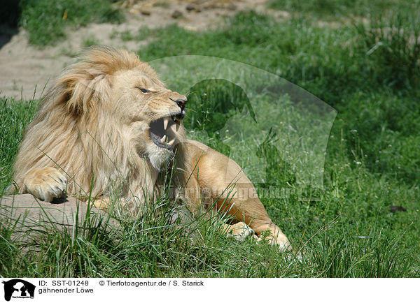 ghnender Lwe / gaping lion / SST-01248