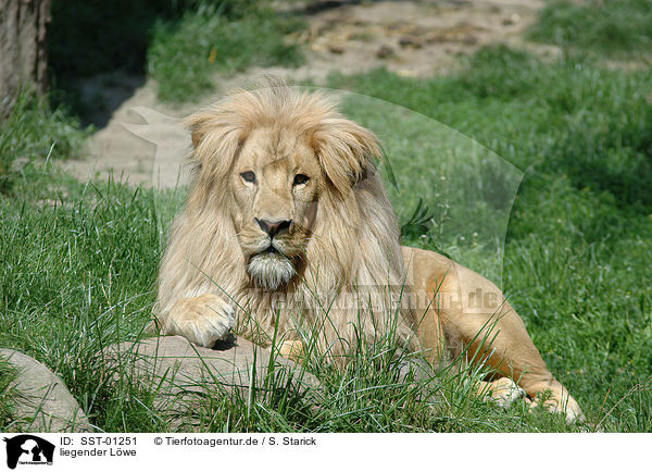 liegender Lwe / lying lion / SST-01251