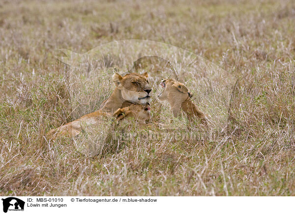 Lwin mit Jungen / lioness with cub / MBS-01010
